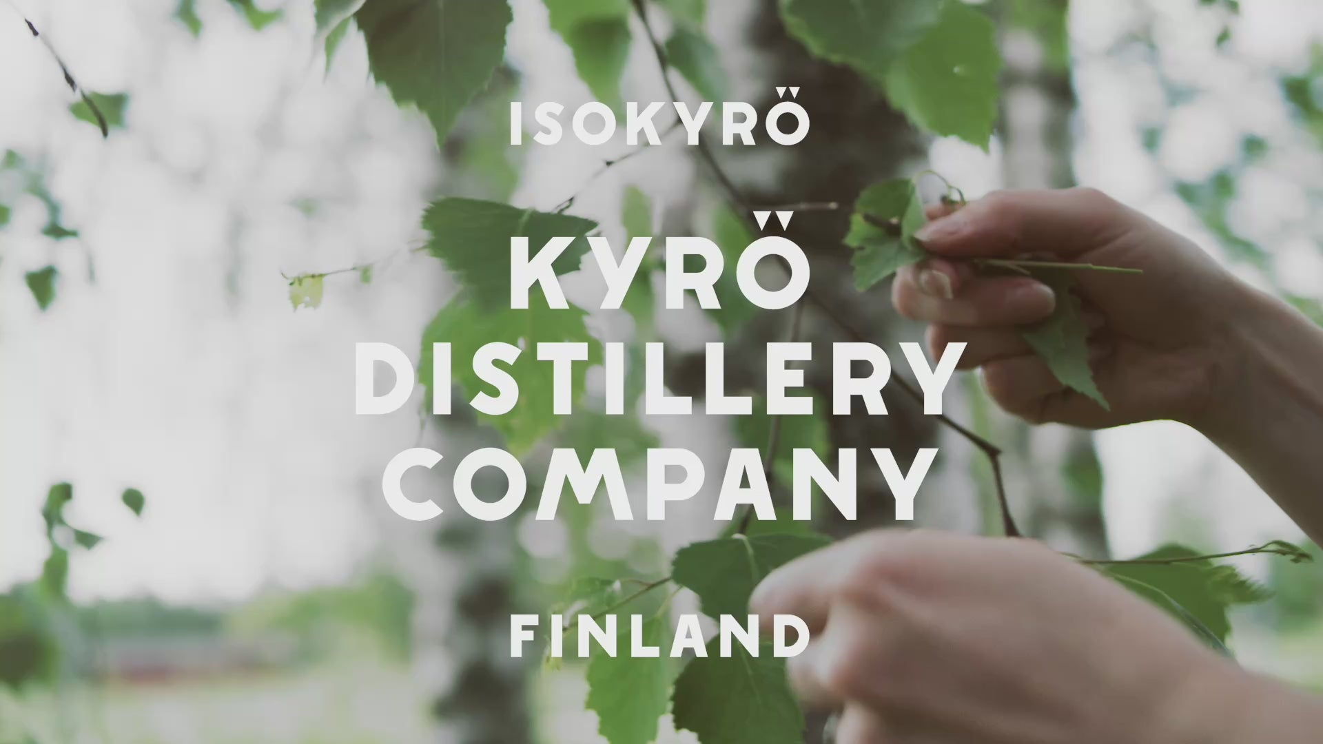 Kyrö Napue Gin – kesä, tislaamo ja gin & tonic